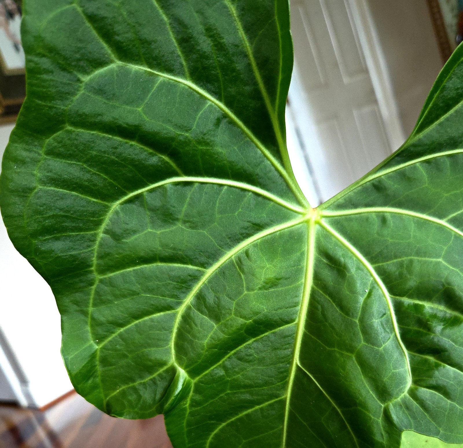 Rare XL Anthurium Pedatoradiatum X Clarinervium 24″ Tall Not Philodendron