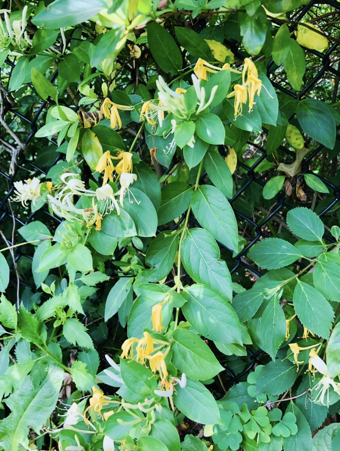 3 Yellow & White Honeysuckle Live Vines Starter Plants with Roots Fragrant !!