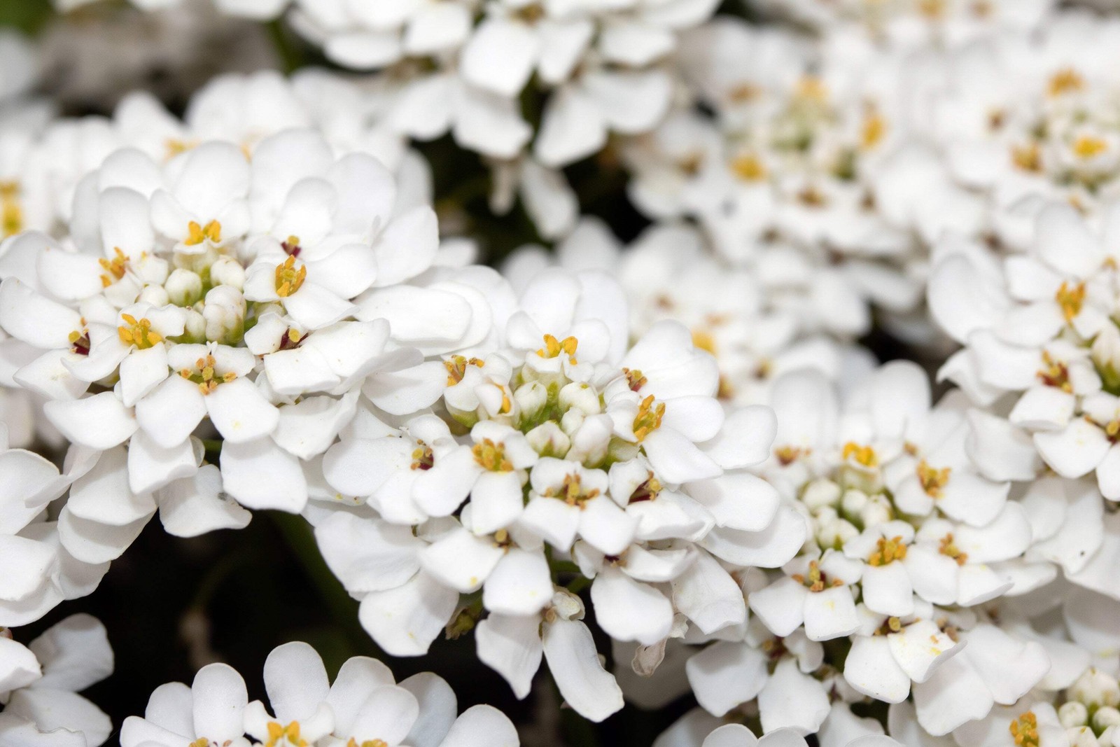 1000 WHITE EMPRESS CANDYTUFT Iberis Amara Flower Seeds *Flat S/H