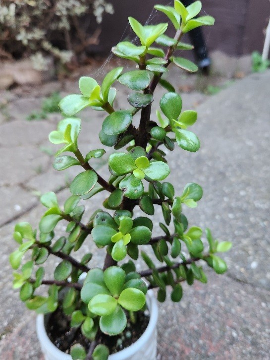 Healthy Quality Succulent Plant Portulacria Fully Rooted Strong Stems 6″W 7″H