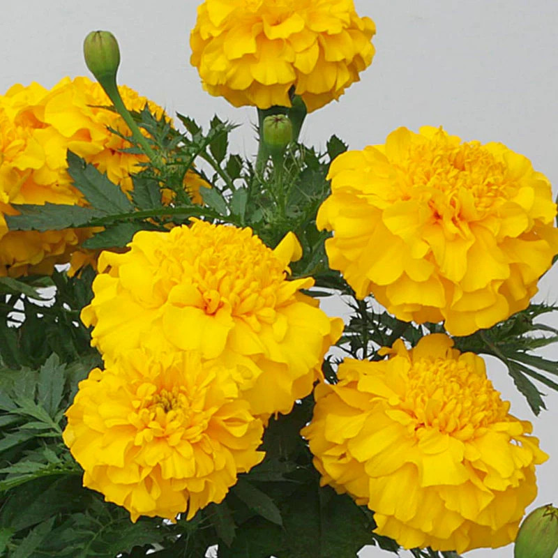 Marigold ZENITH F1 Deep Yellow 60 Seeds NonGMO by THE BROOKLYN BOTANICAL GARDENS