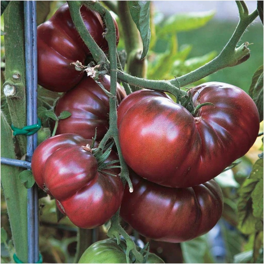 240+ CHEFS CHOICE TOMATO SEEDS —- PURPLE —- ORGANIC — NON GMO