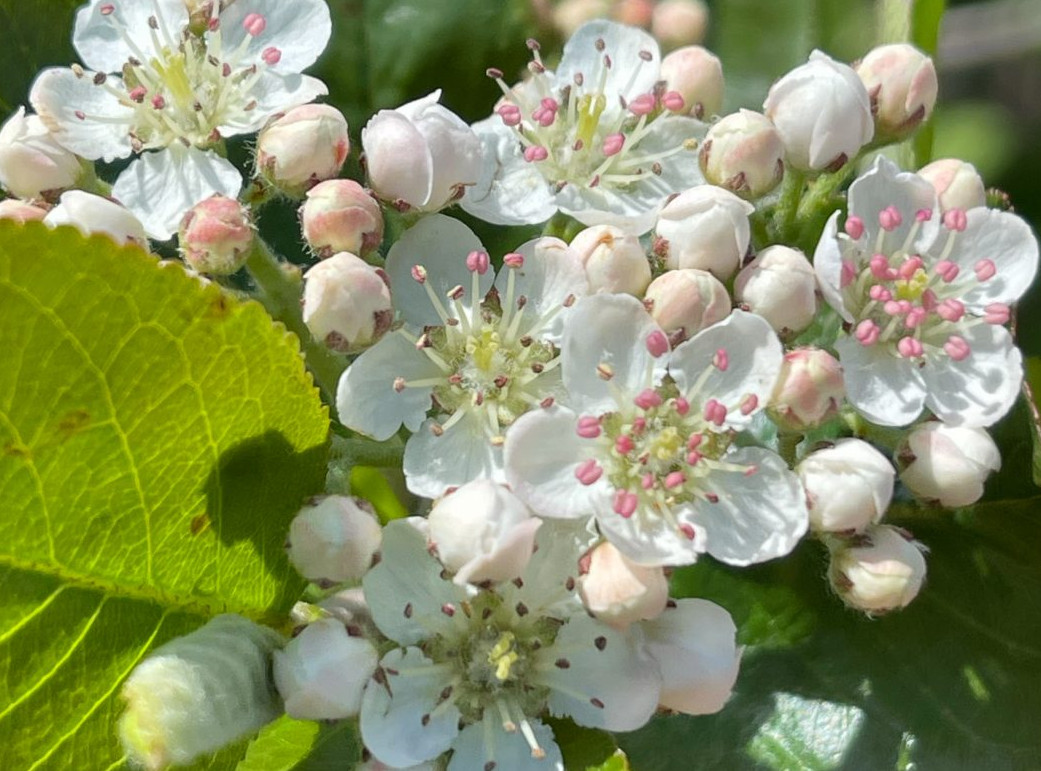 Black Chokeberry Live Plant – 9-12″ Tall – Ornamental and Fruit Shrub for Landsc