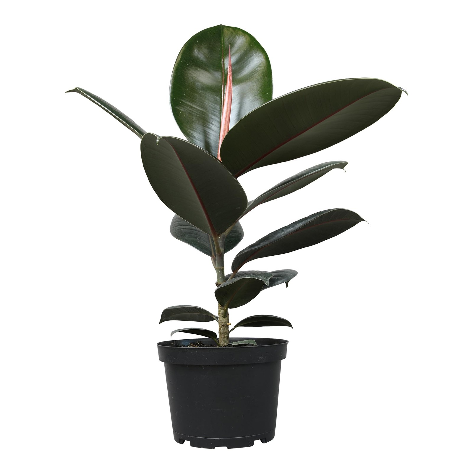 Burgundy Ficus Live Tree (16″ Tall) in 6″ Pot – Air Purifying Rubber Plant