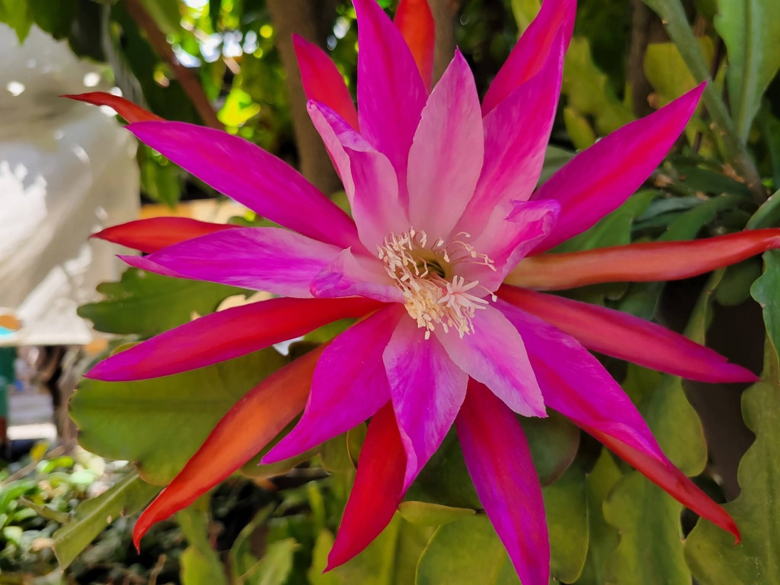 Indian Warrior Epiphyllum Unrooted Cuttings – 8 to 10 inches long