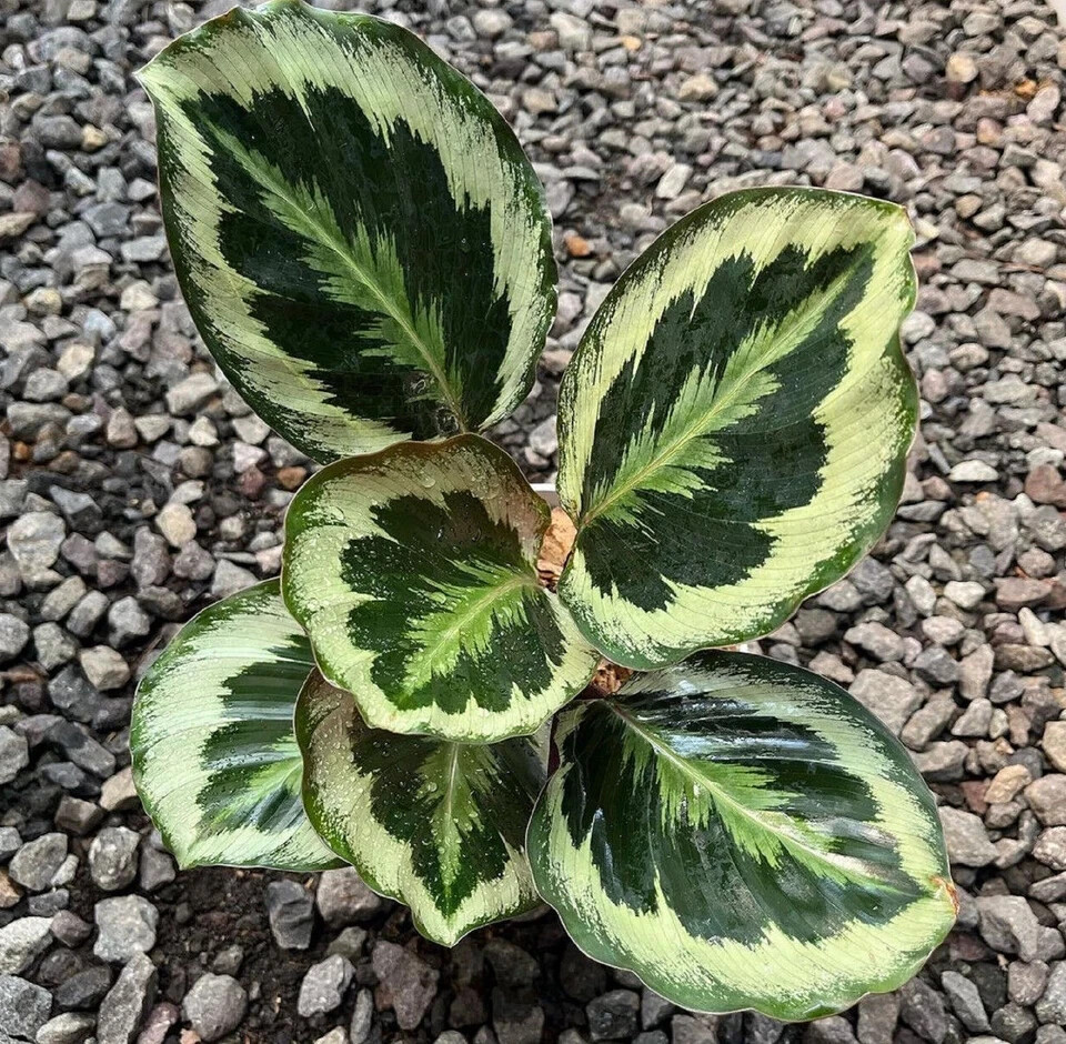 Calathea Marion Free Phytosanitary