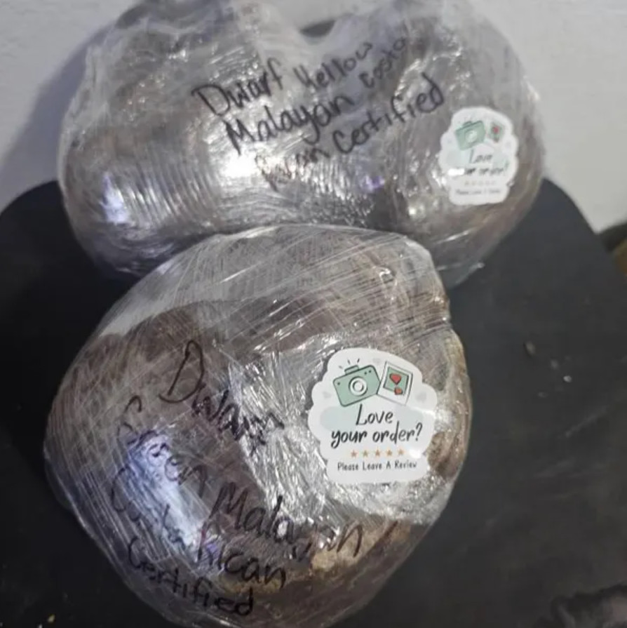 🥥 1 Dwarf Green Malayan Coconut Seed – Tropical Edible Palm – Unsprouted