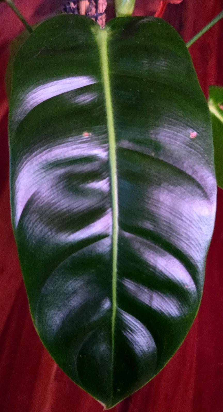 Rare Philodendron Patriciae X Esmeraldense Narrow 22″ Tall No Anthurium Monstera