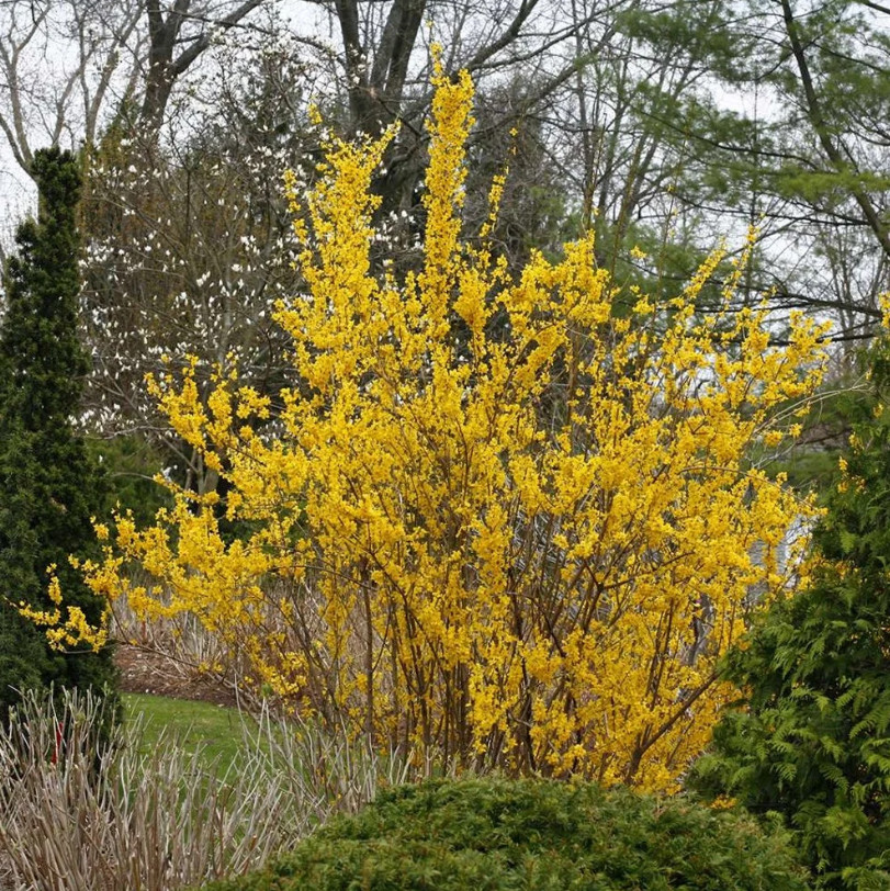 Live Forsythia Plant – Quart Pot – Hardy Evergreen Tree – Juniperus virginiana