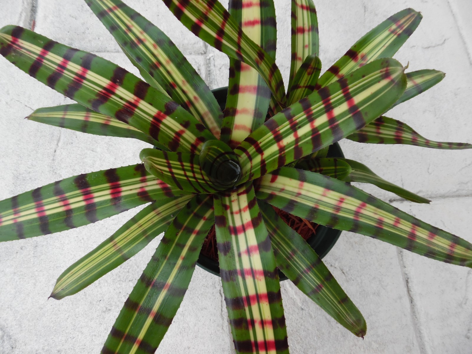 Neoregelia AFTERSHOCK Bromeliad one tropical plant *MEDIUM*