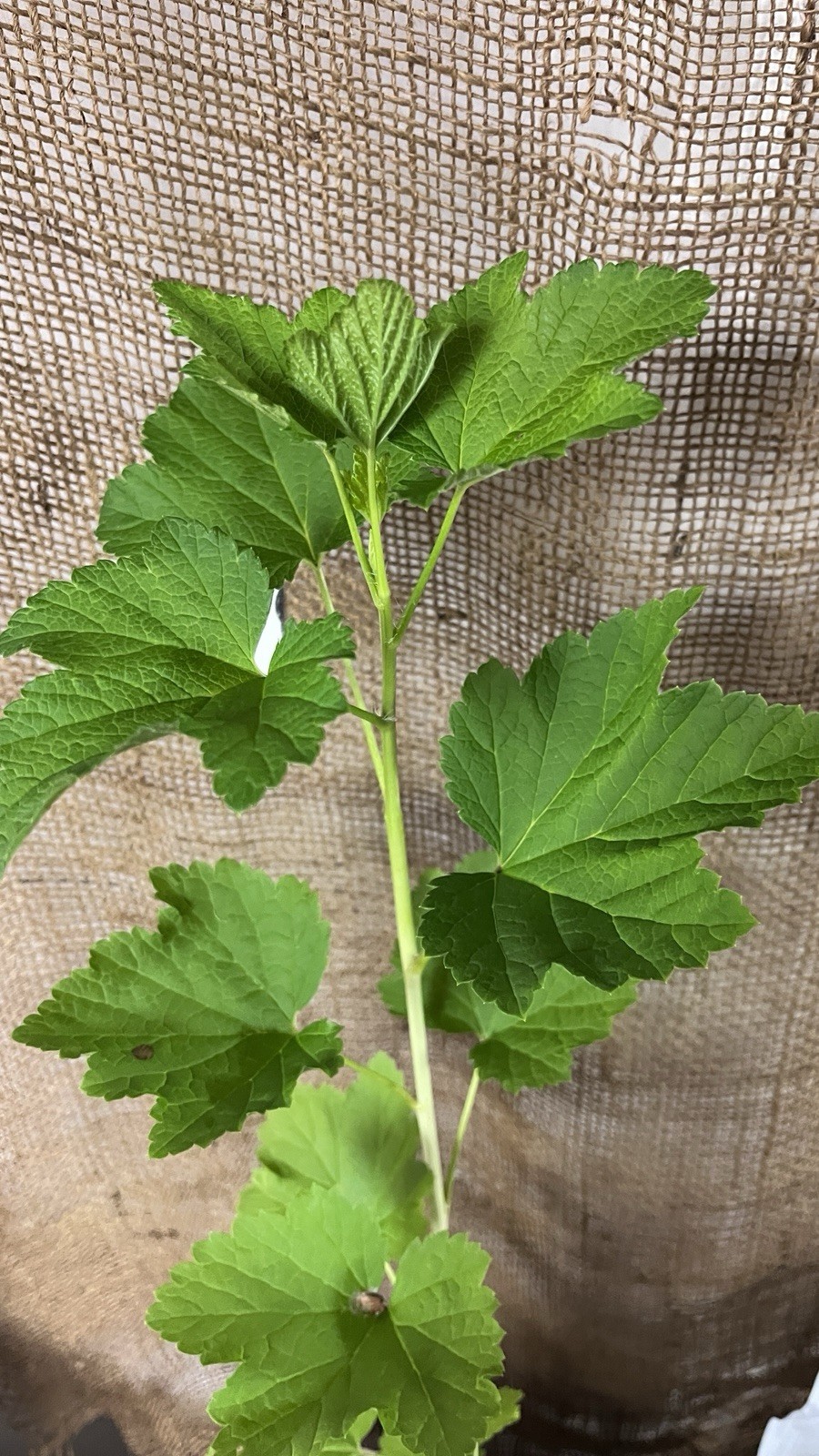 12-18″ tall Gloire de Sablons Pink Currant Rooted Cutting dormant plant