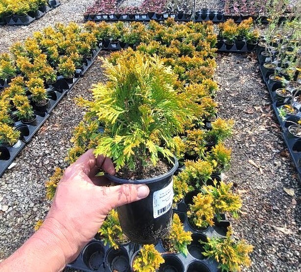 Sunkist Arborvitae ( Thuja occidentalis ) – Live Plant – ( 1 QT )