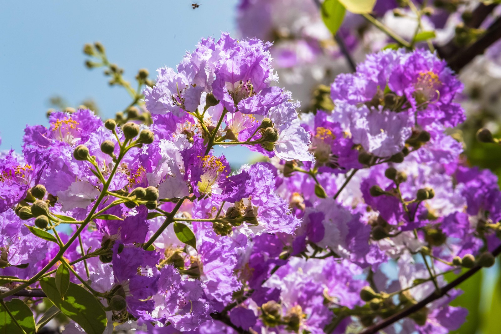 50 MIXED COLORS CREPE MYRTLE Lagerstroemia Indica Tree Shrub Flower Seeds
