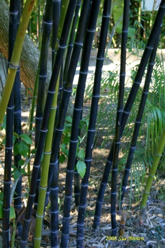 Black Bamboo Phyllostachys Nigra 1ft. rhizome Hale var. live plant privacy fence
