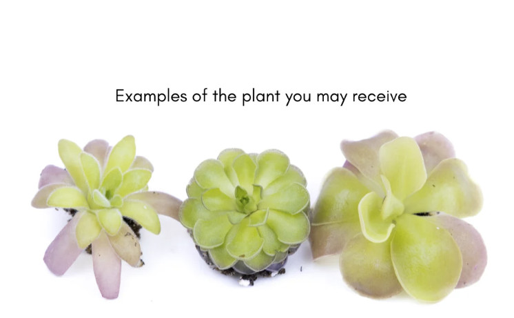 Mexican Butterwort Pinguicula – Live Carnivorous Plant Grower’s Choice