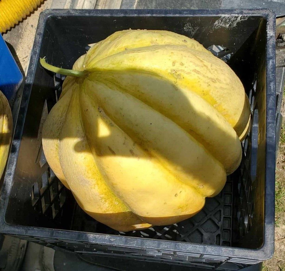 25 Giant Cantaloupe seeds, Home Grown in the USA, Non GMO, S&H with Tracking #