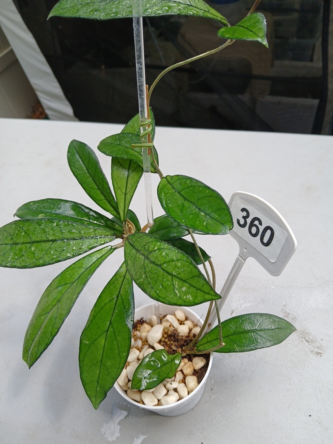 #360- Hoya CRASSIPETIOLATA Green LIVE PLANT,