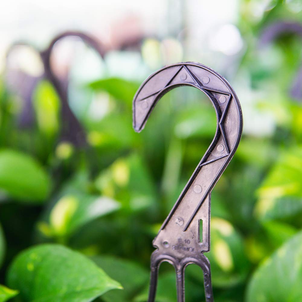 Perfect Plants Golden Pothos In 8In Hanging Easy To Care For For Any Indoor