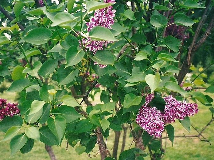 ( 1 ) – Sensation Lilac ( syringa ) – Starter Plant ( 8L ) ( 1 plant )
