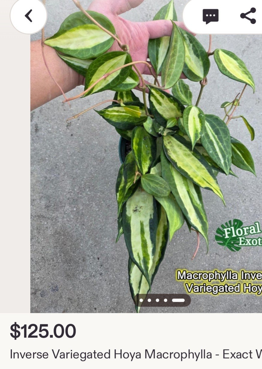Rare Reverse Variegated Hoya Latifolia 24″ Tall Not Monstera Philodendron Aroid
