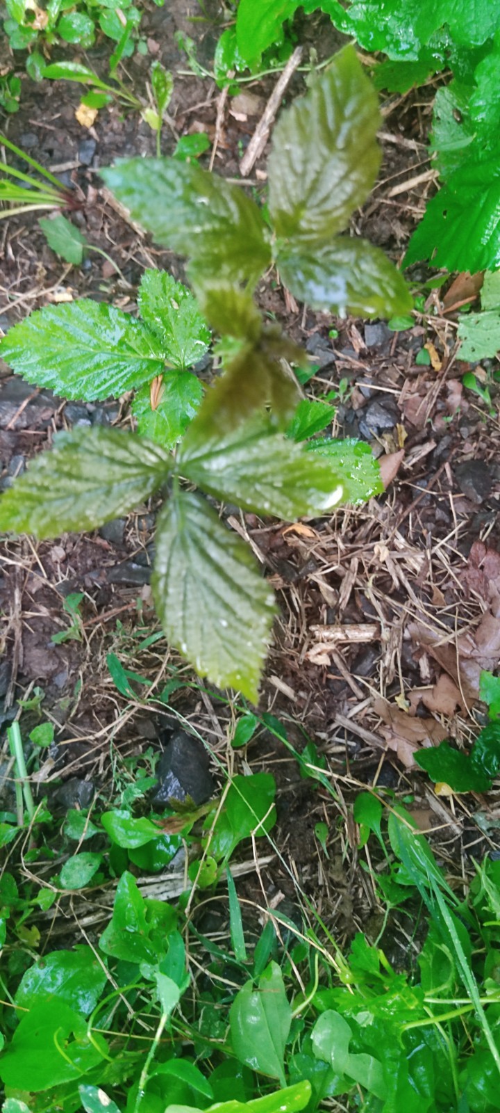 2 Blackberry Bushes live Rooted Plants about 8 -16 inches Tall. Live plant root
