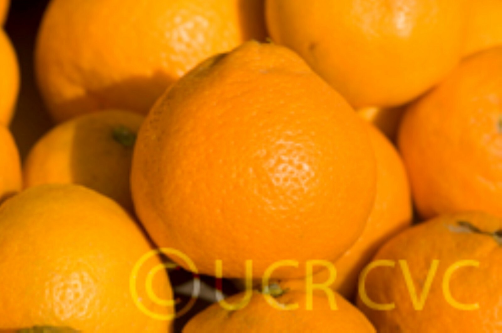California only!! Owari Satsuma Semi-Dwarf Mandarin 25-36″ tall