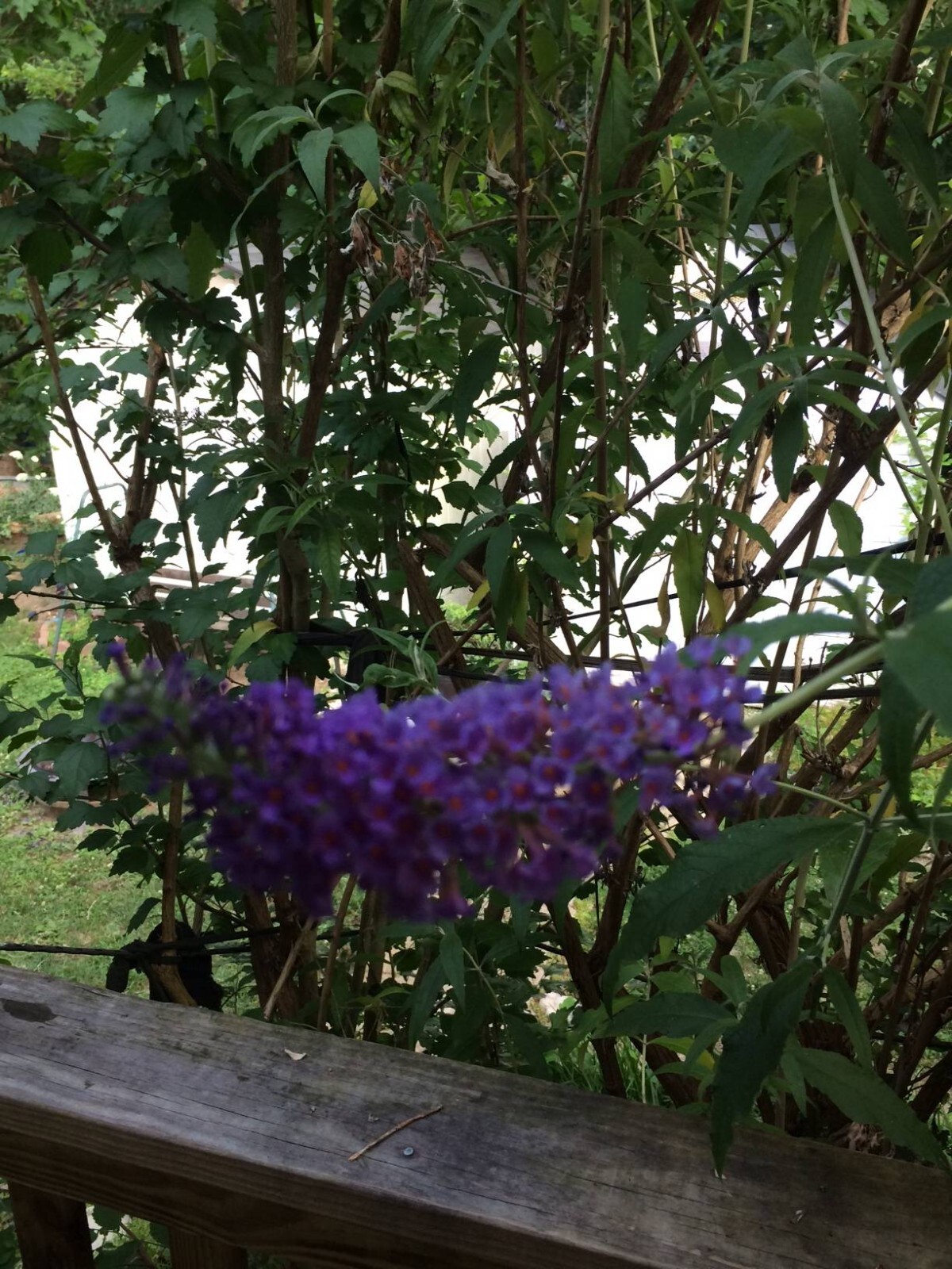 500 + Seeds BLACK KNIGHT Purple Butterfly Budhelia Bush Perennial USA Seller