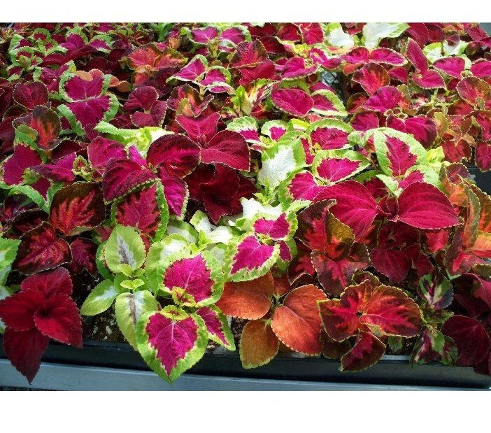 20+ Coleus Rainbow Mix Seeds USA Seller