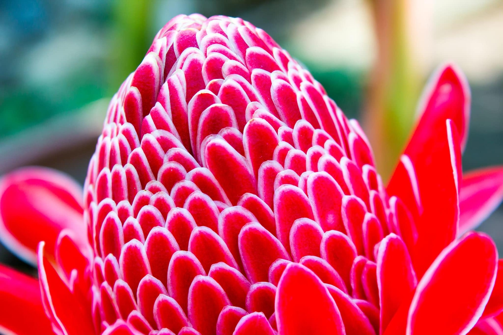 Red Torch Ginger Seeds – 10 Seeds – Hard to Find Ships from Iowa, USA – Etlinger