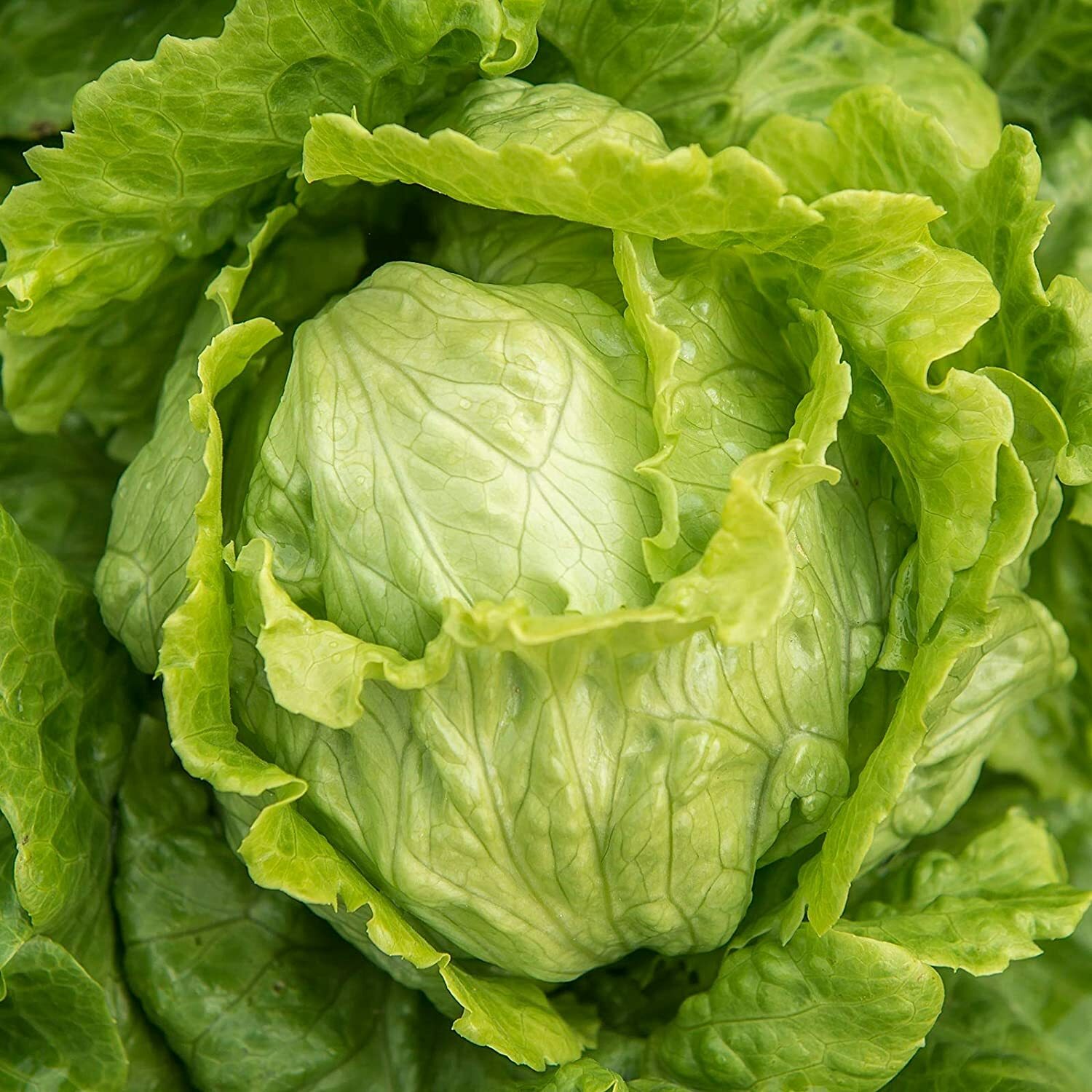 1200+ Crisphead Iceberg Lettuce Seeds | Non-GMO | Fresh Garden Seeds USA Grown