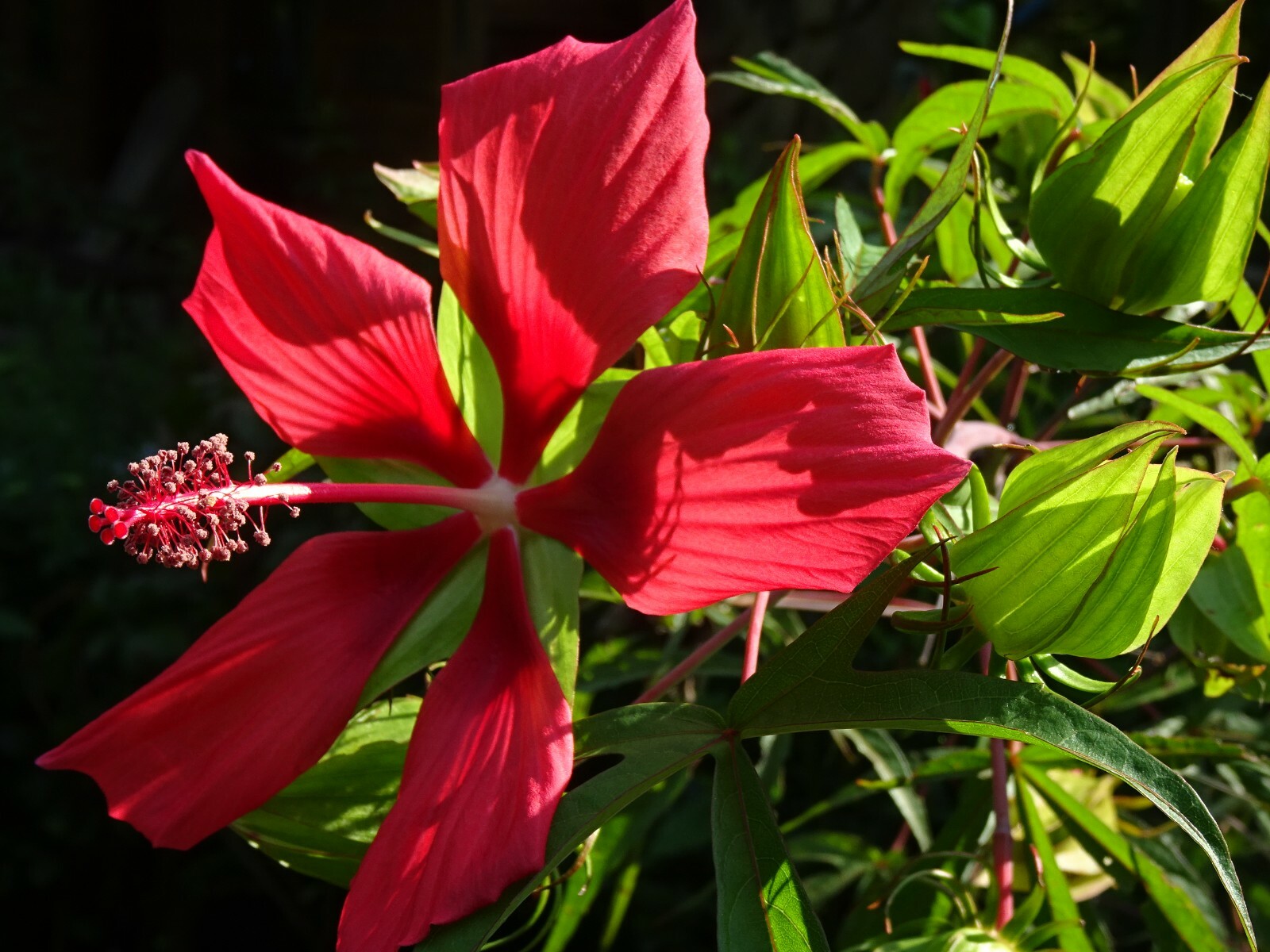 Texas Star Hibiscus Rose Mallow H. coccineus Native Perennial 30 seeds 2024