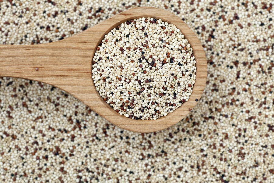 Ancient Grain Collection #1 Chia / Quinoa / Sorghum / Teff Seeds, Grow Your Own