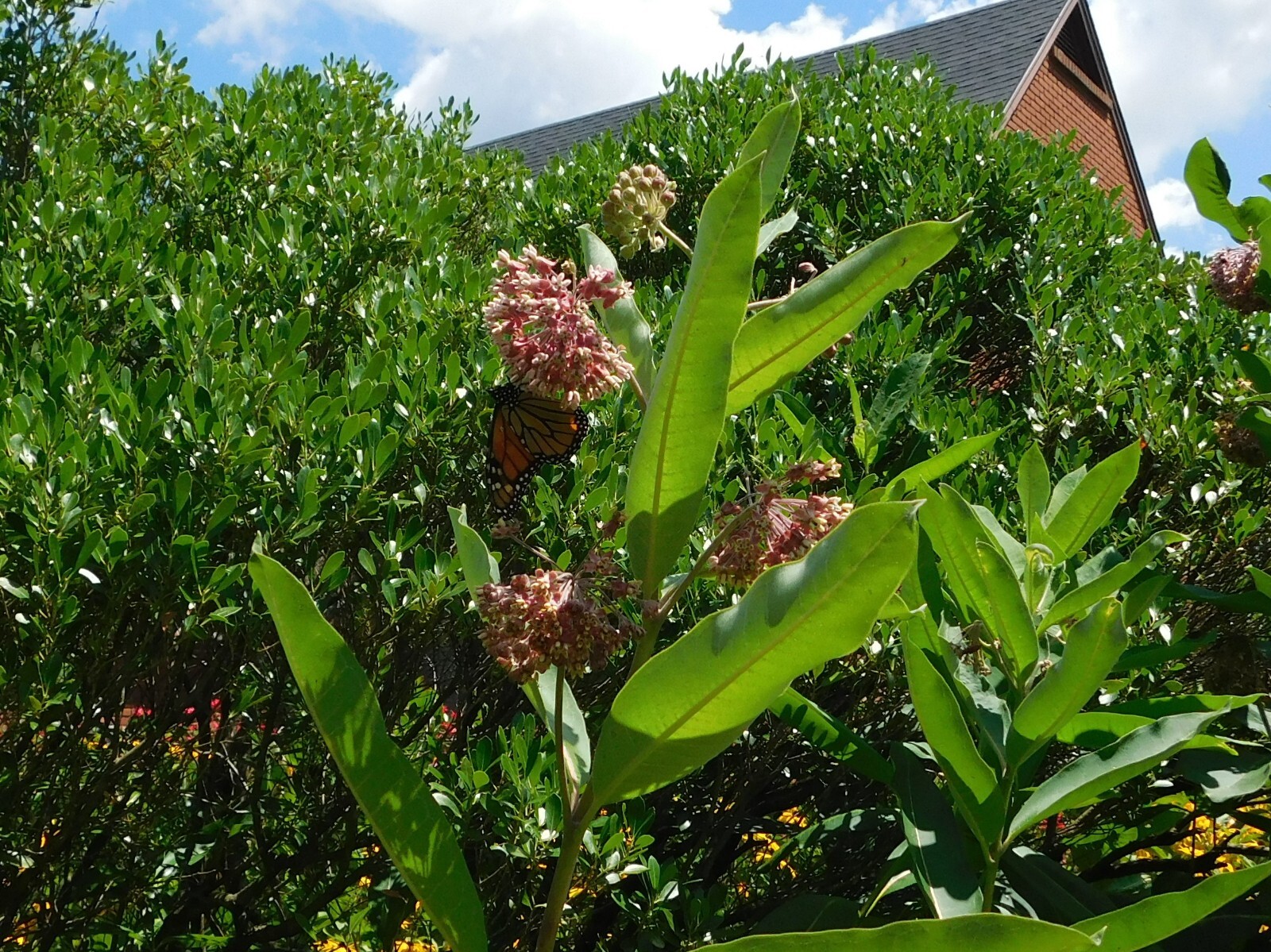 18 Common Milkweed Pods with Seeds, Asclepias Syriaca,2023 Fall Crop. Monarch H