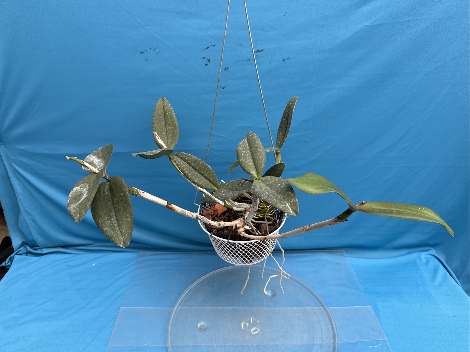 Cattleya Mareeba Tiger ‘Kylo Ren’ AM X ‘Darth Sidius’ AM Orchid Eros 9” Basket