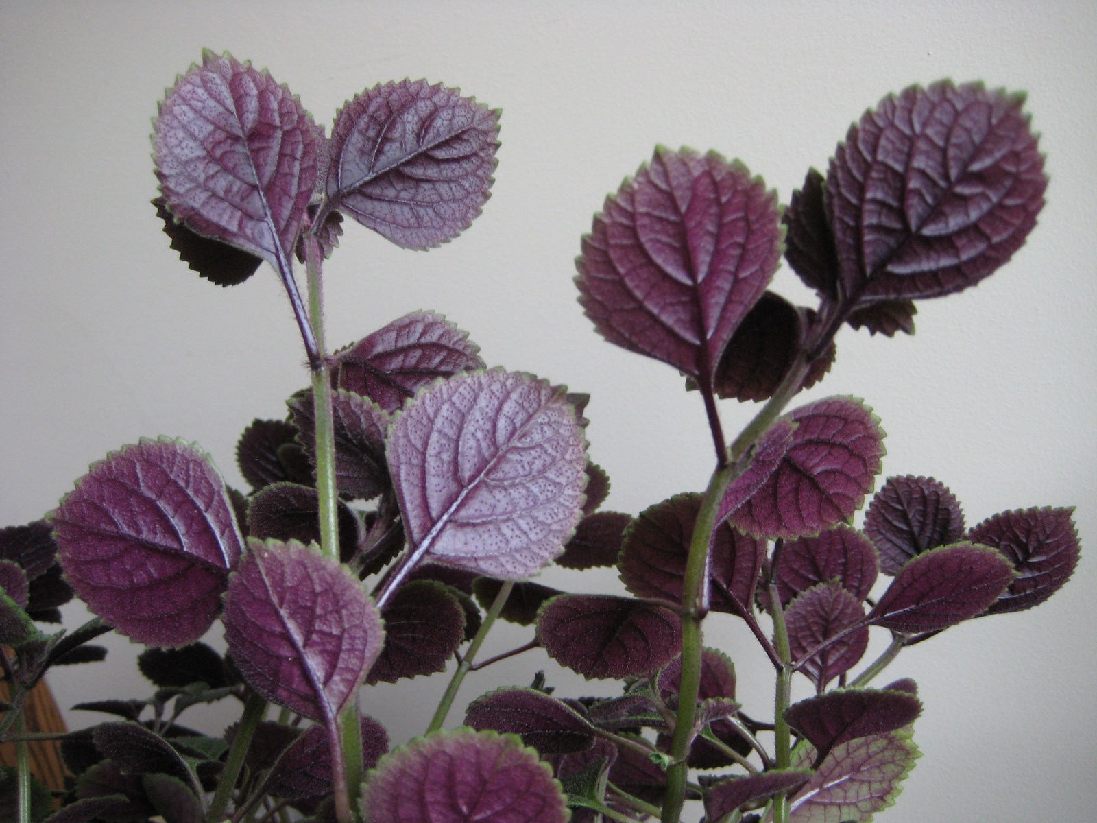 2 Purple swedish ivy plectranthus LIVE PLANTS Passion Plant FREE SHIPPING $$!!
