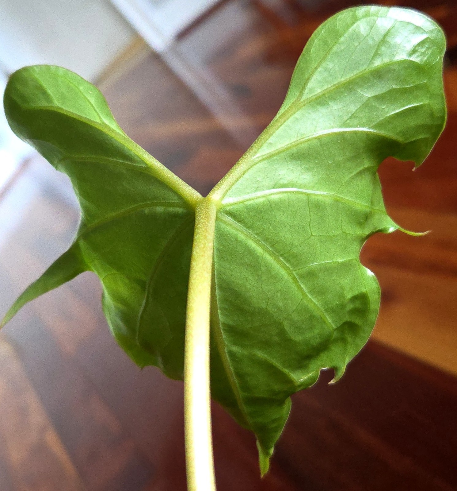 Rare XL Anthurium Pedatoradiatum X Clarinervium 24″ Tall Not Philodendron