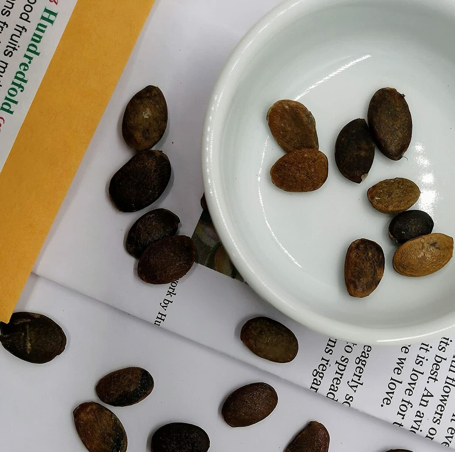American Persimmon 5 Fruit Tree Seeds Diospyros virginiana US Native Sweet Fruit