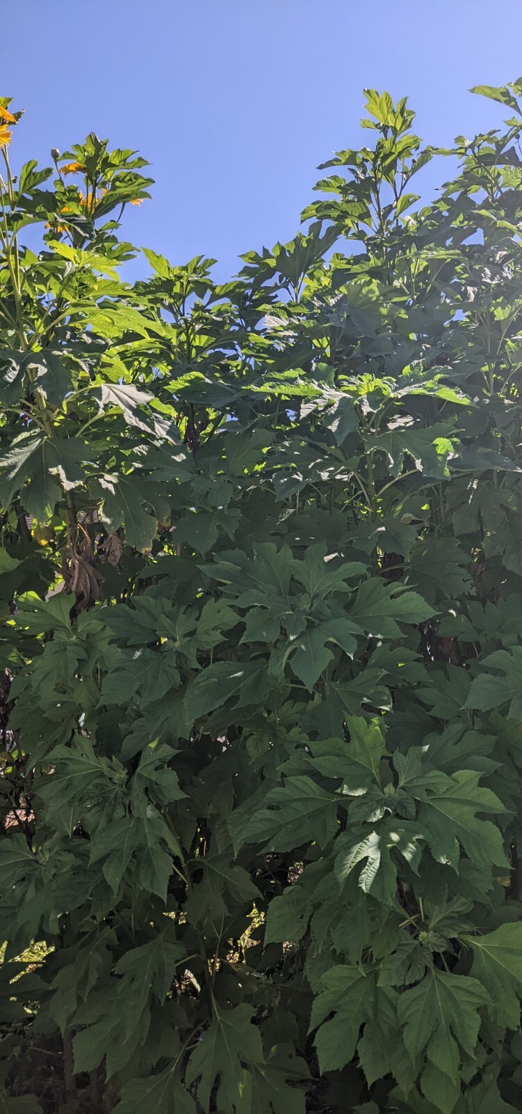 Tithonia Diversifolia – Mexican Sunflower – Live Organic Cuttings with Roots