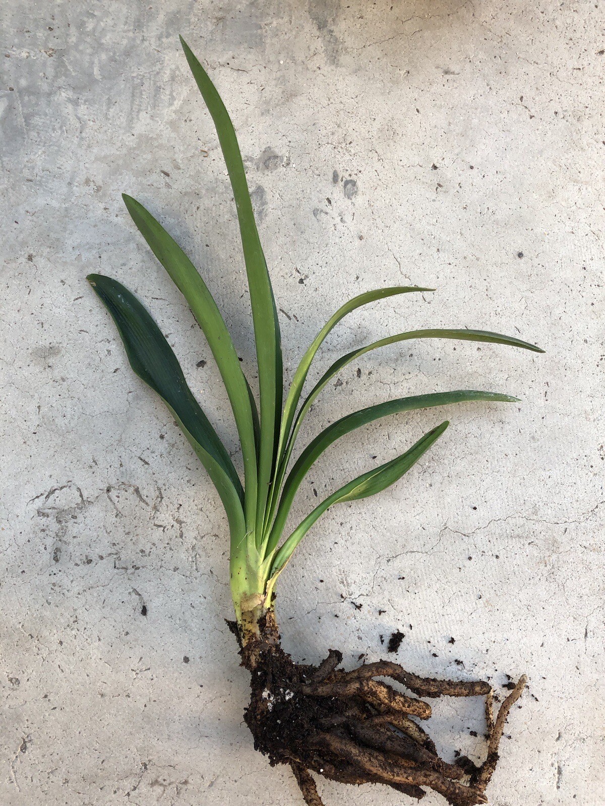 Clivia Miniata Bush Lily Bare Root Live Plant Orange Ready To Plant No Flower