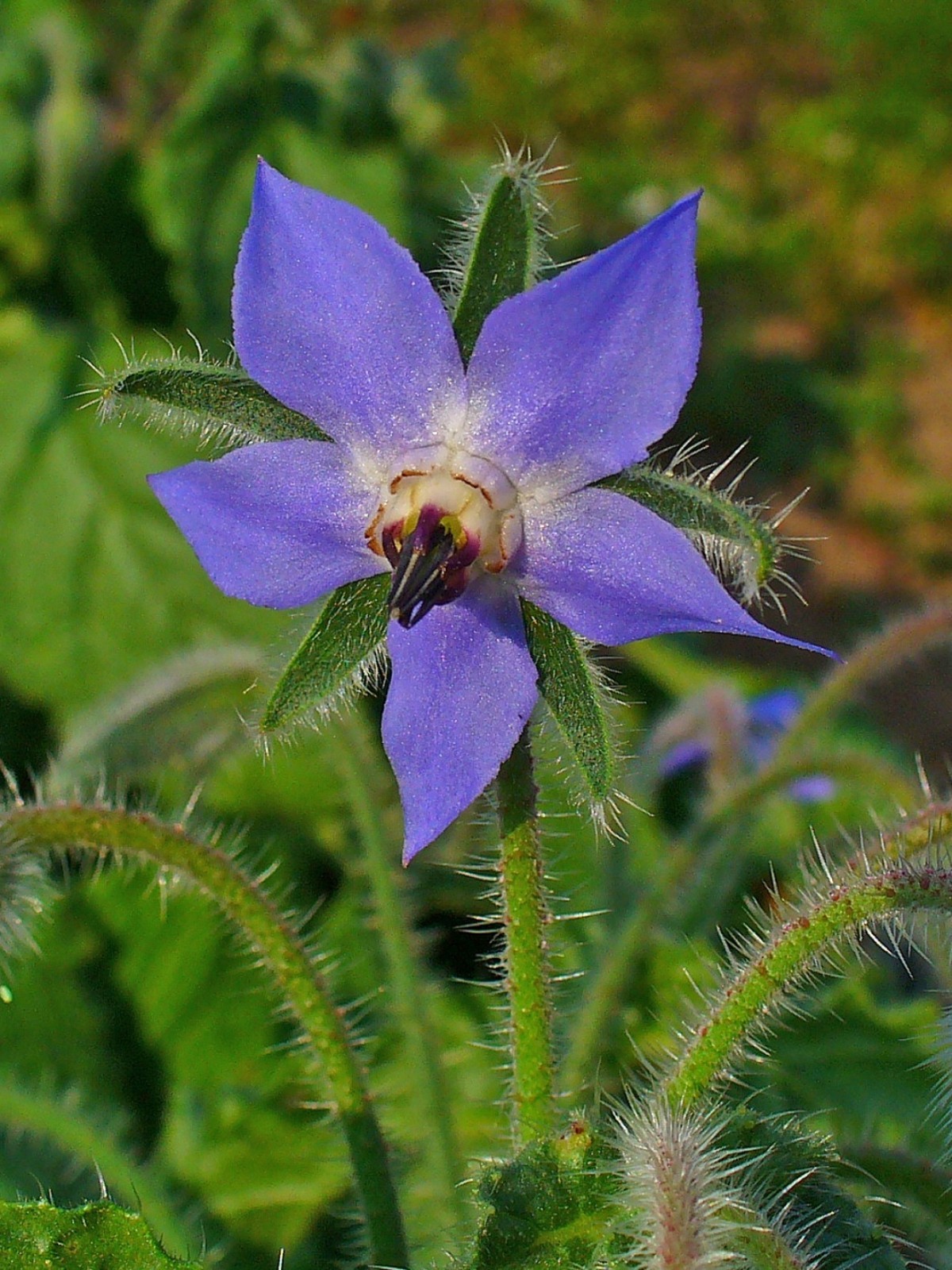 150 Borage Seeds – Borago officinalis seeds – Deer resistant – Flowers – Herb