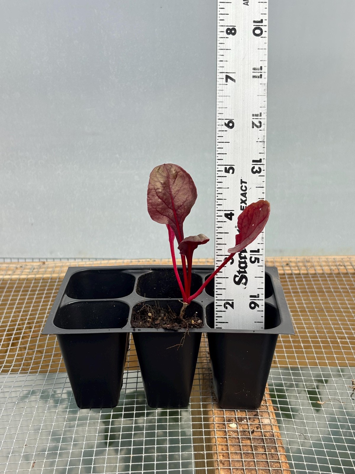 Swiss Chard Live Plant – Seedlings/Plugs and Plants – 3″- 12″ tall – 30-60+ days