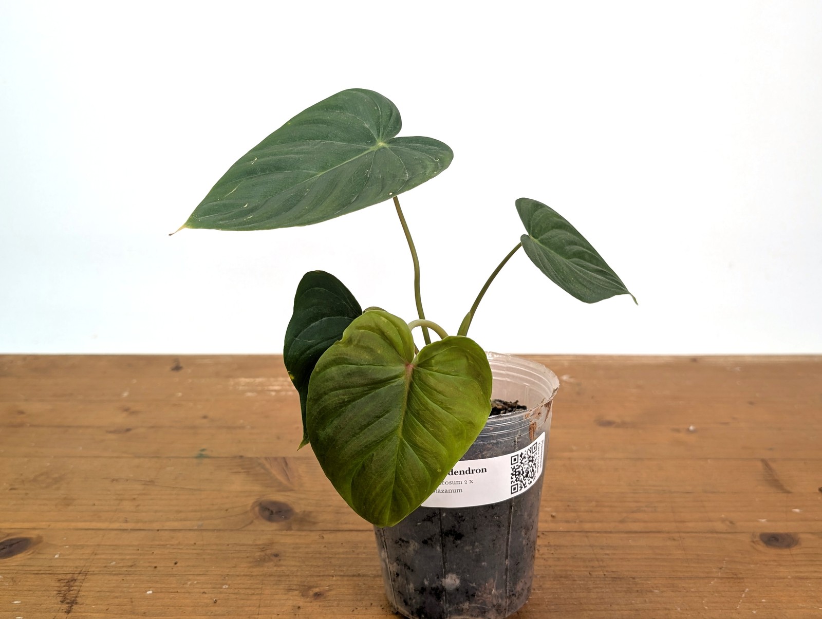 Philodendron Verrucosum 2 x Pastazanum