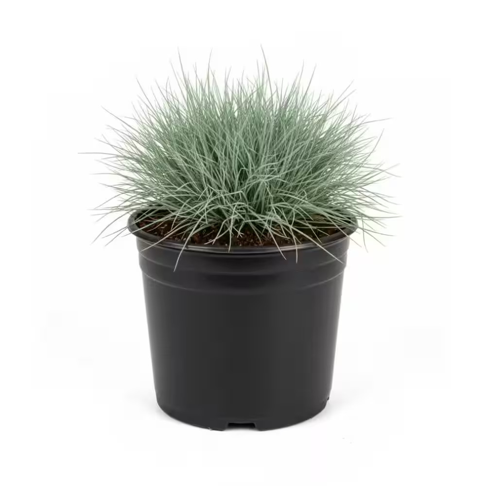 1 Gal. Elijah Blue Fescue Grass (Festuca Glauca) Live Full Sun Perennial Ornamen