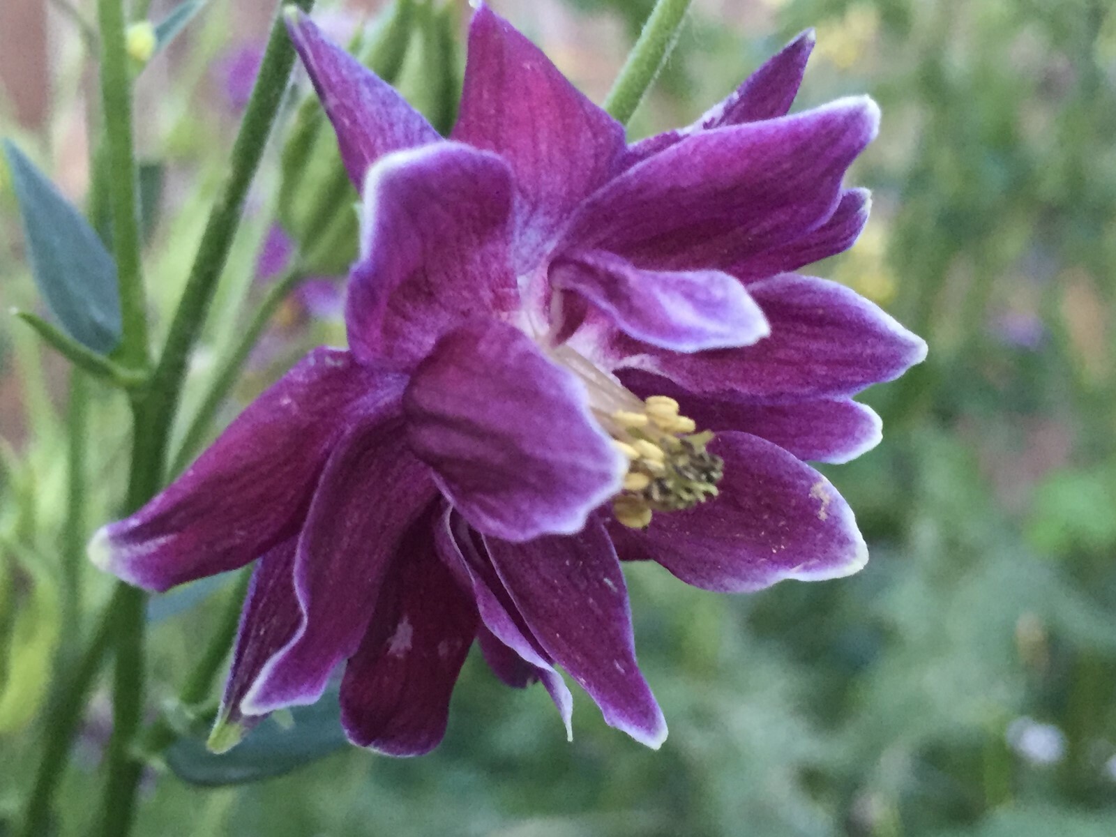 COLUMBINE BARLOW 150 Seeds DARK PURPLE Aquilegia vulgaris Flowers seeds +gift