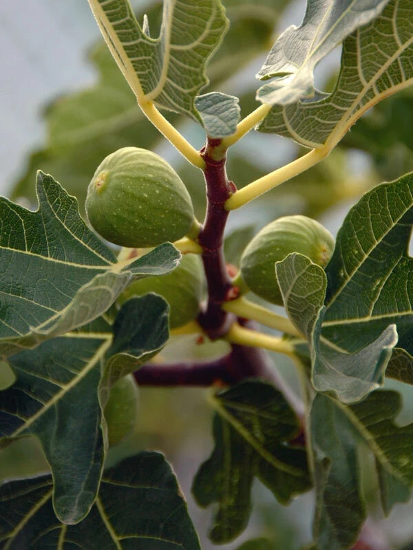 Kadota~Fig Tree Live Starter Plant ~Ficus carica~ Made Newtons Cookies Famous
