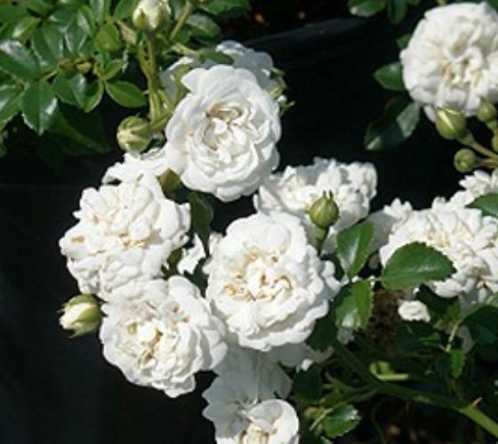 White Drift® Groundcover Rose – Live Plant – ( 1 QT ) – Low Maintenance