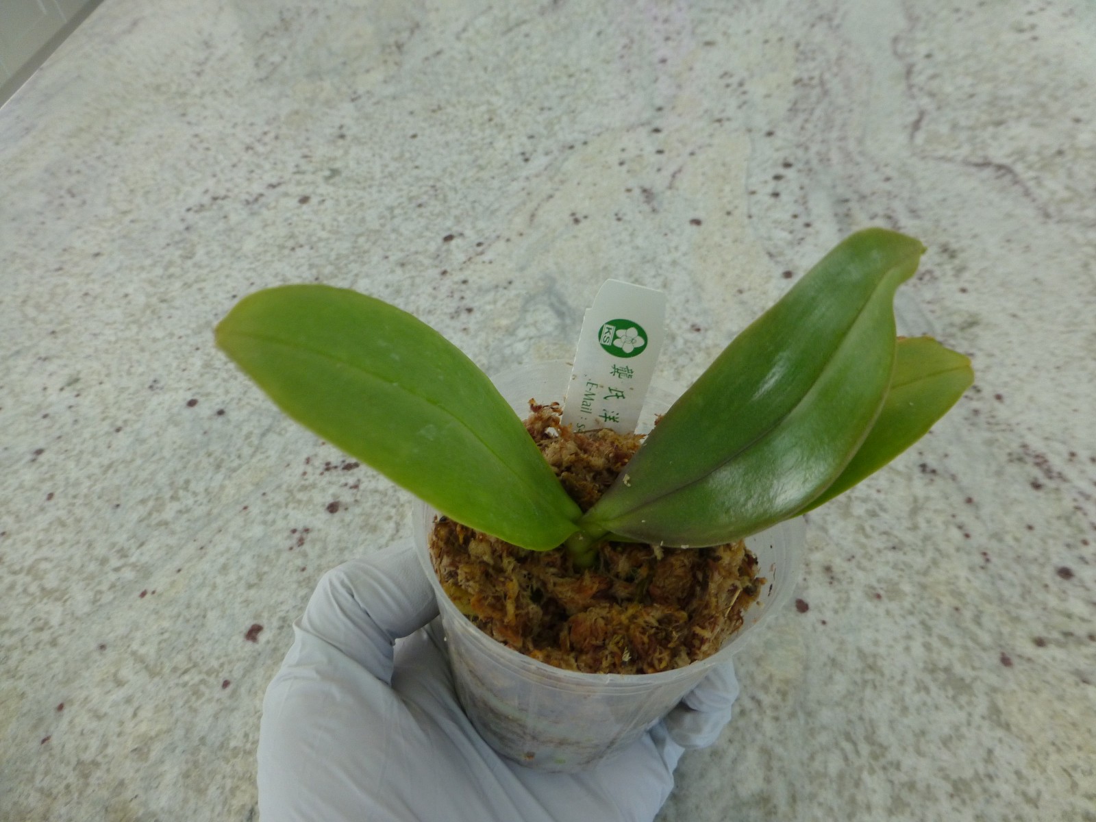 Very Fragrant Orchid Phalaenopsis Phal. KS Jadegreen ‘Sweet’ (KSM-035) In Pot