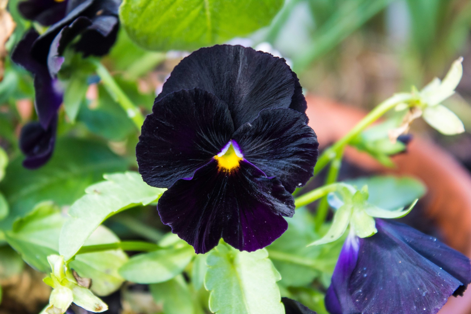 50 BLACK PANSY Clear Crystals Viola Wittrockiana Flower Seeds *Comb S/H
