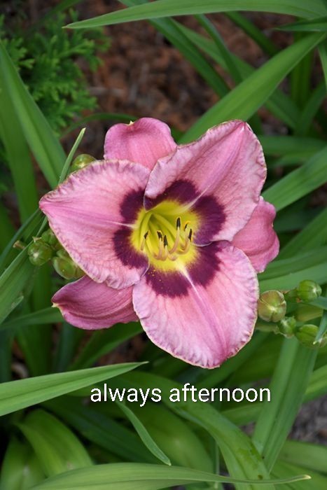 Assorted Daylilies, Many Different Colors, perennials return every year (1 Root)