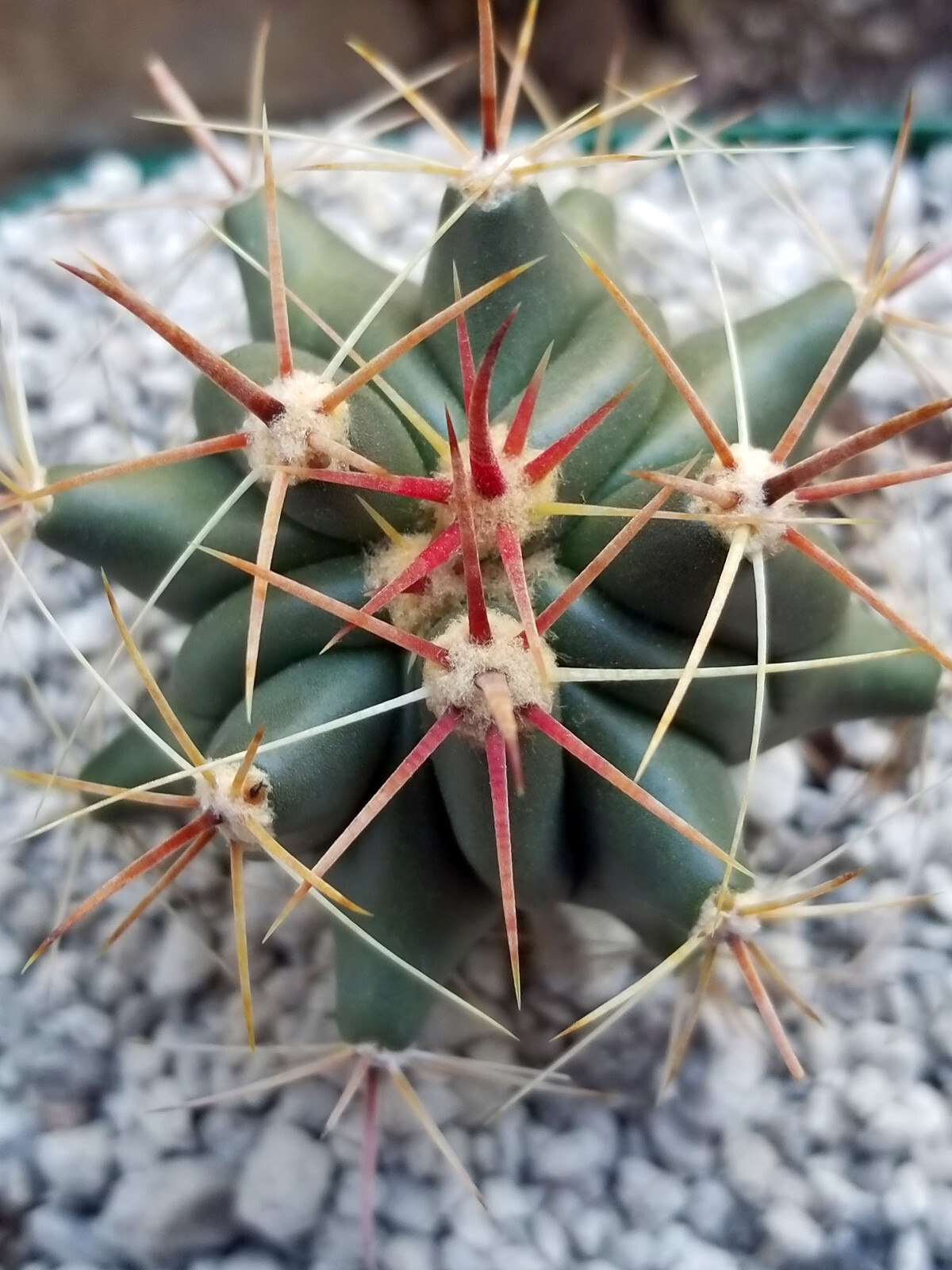 Ferrocactus Herrerae SW of Quiriego, Mexico – Super Attractive Barrel Cactus!